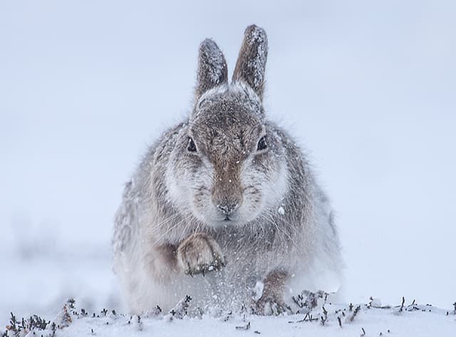 21. Rosamund Macfarlane, Snow hare.web