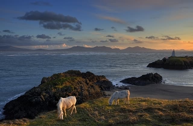 Coast Category - Rory Trappe - Llanddwyn Ponies.web