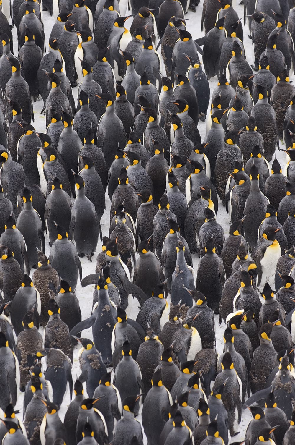 David-Tipling-king-penguins-huddled
