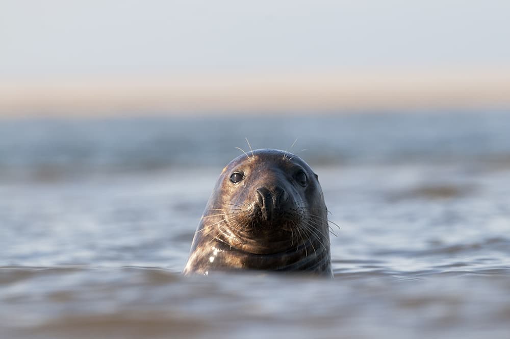 David Tipling, technique, long lens shot of seal at sea