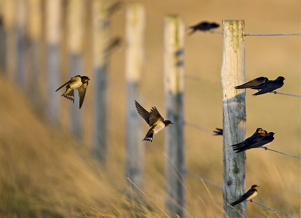 Fledgling swallows