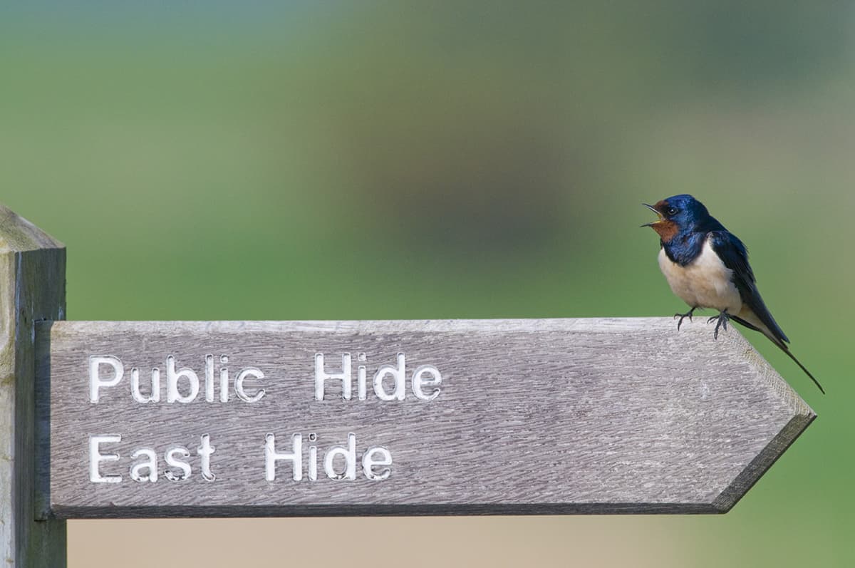 Photographing swallows - Hides