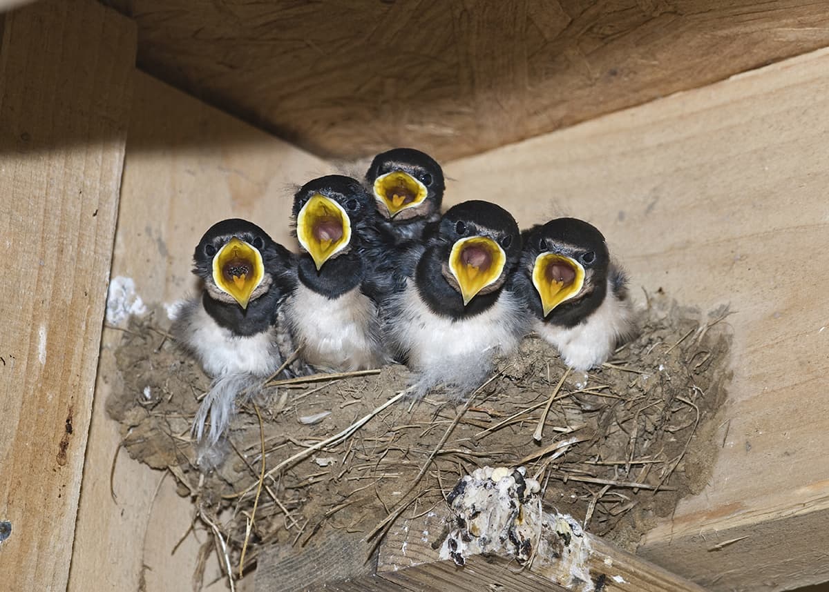 Hungry swallows