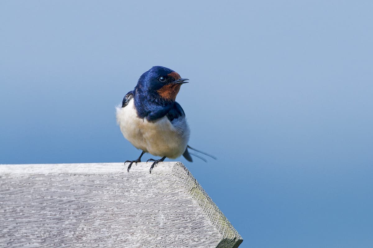 How To Photograph Swallows – Complete Guide | Amateur Photographer