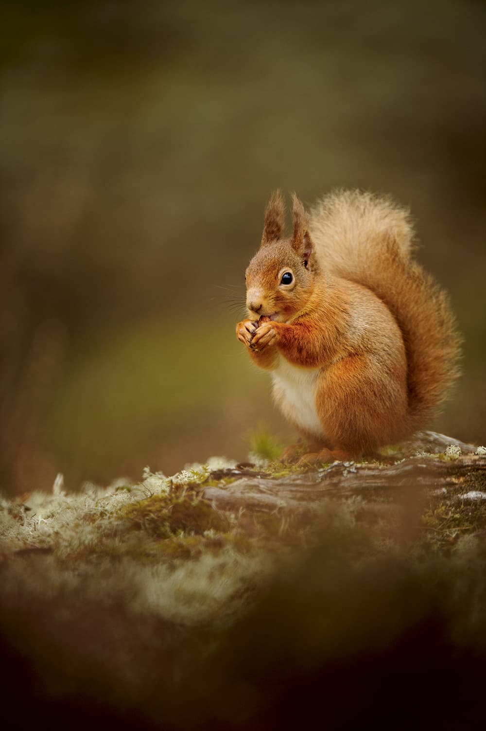 Andrew-Mason,-red-squirrel-at-eye-level