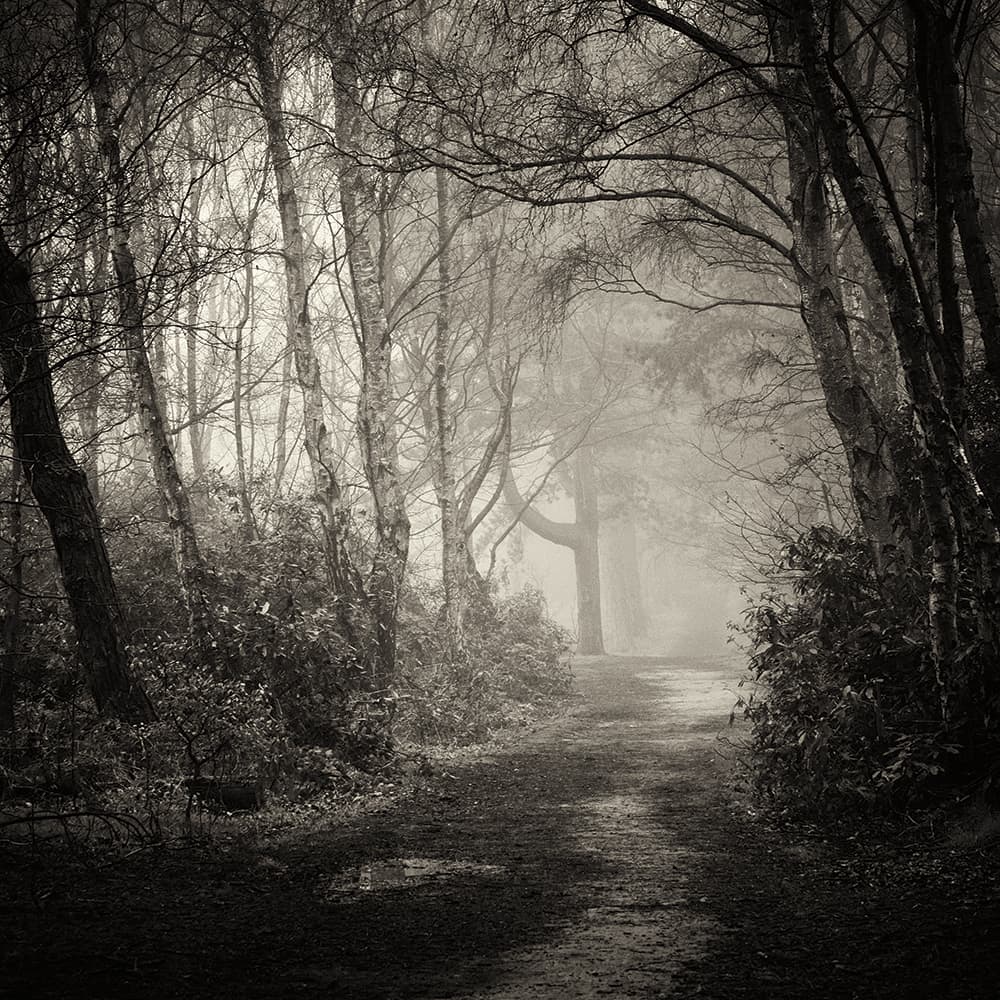 black and white photograph of a path through a forest