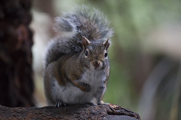 Squirrel Appraisal