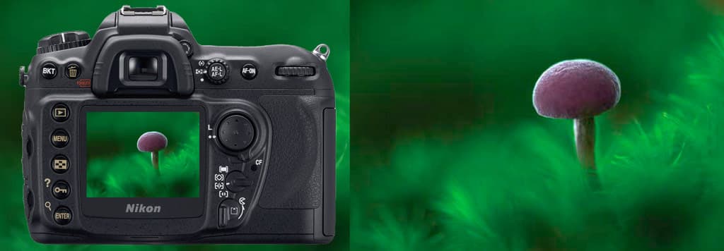 Amethyst Deceiver. Nikon D200, Sigma 150mm lens. 1/13sec @ f/4.2, ISO 100