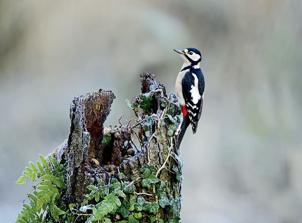 David-Tipling,-Woodpecker