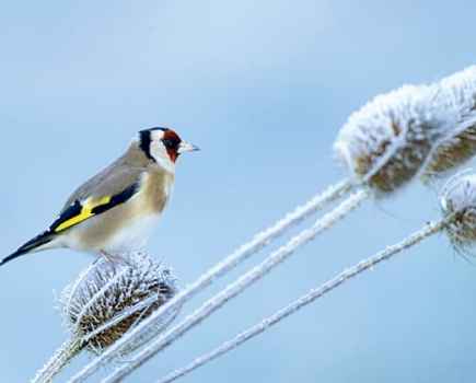 David-Tipling,-garden-birds