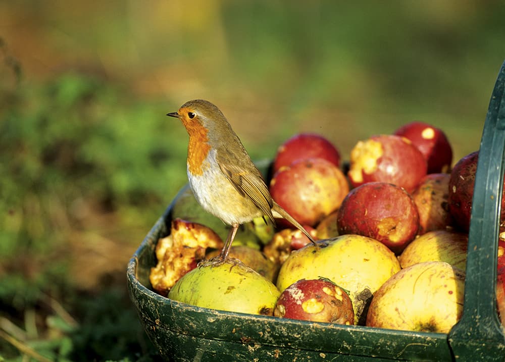 David-Tipling,-robin-on-apples