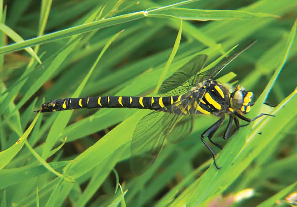 Macro photography tips: Golden-ringed dragonfly. Panasonic Lumix FZ30 fitted with a Cokin +3 dioptre. 1/250sec @ f/3.6, ISO 200