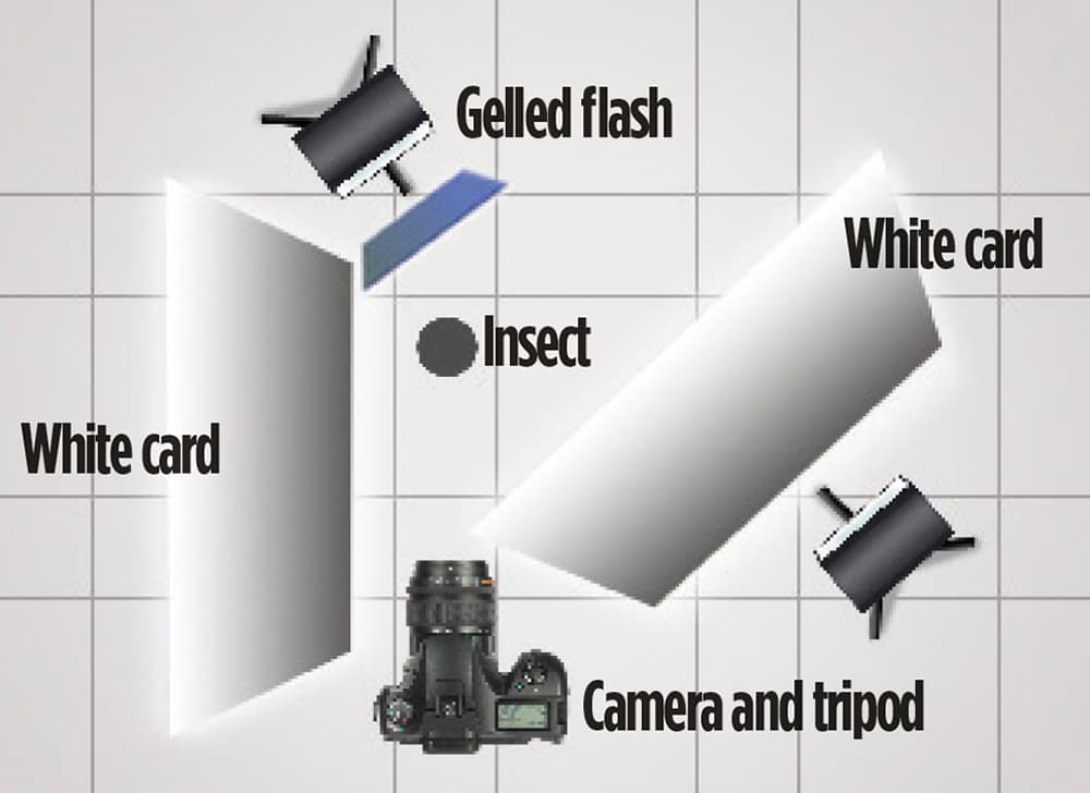 Macro-lighting-set-up