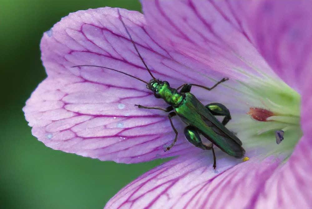 Oedemera Nobilis. Nikon D200, Nikon 18-200mm lens with 20mm extension tube. 1/125sec @ f/11, ISO 400