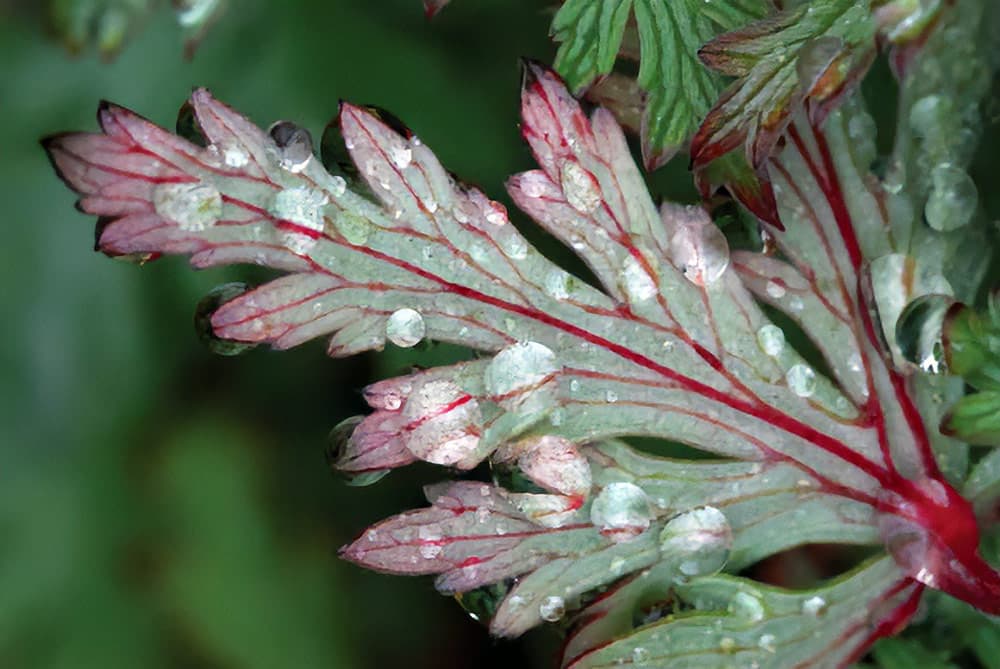 Raindrops on geranium leaf. Nikon D200, Sigma 150mm lens, 1/20sec @ f/16 @ 1/20, ISO 100.