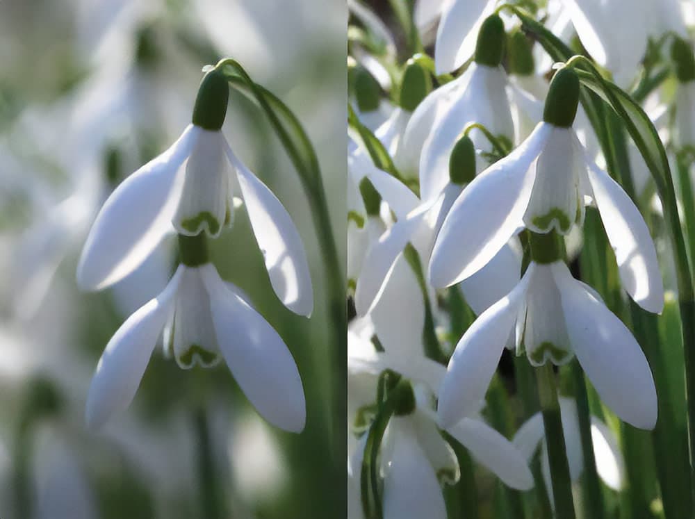 The left snowdrop shown here was shot at f/2.8 while the one on the right was taken at f/22