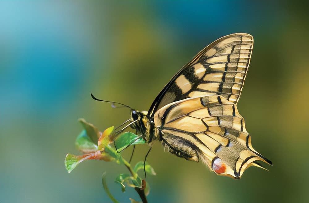 Swallowtail butterfly. Nikon D200, Nikon 105mm macro lens. 1/8sec @ f/2.8, ISO 200