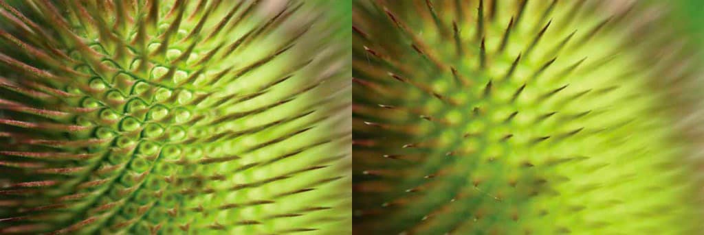 Macro photography tips: Teasle head (demonstrating point of focus change). Nikon D200, Sigma 150mm macro lens. 1/320sec @ f/5.6, ISO 100