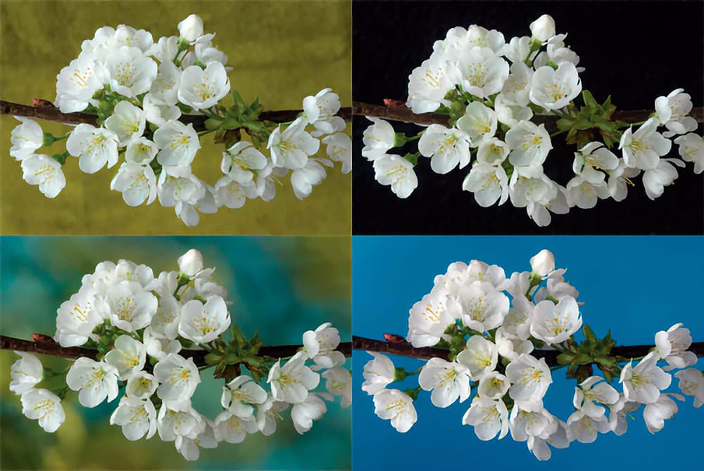 White Cherry Blossom. Nikon D200, Nikon 105mm macro lens. 1/10sec @ f/11, ISO 200