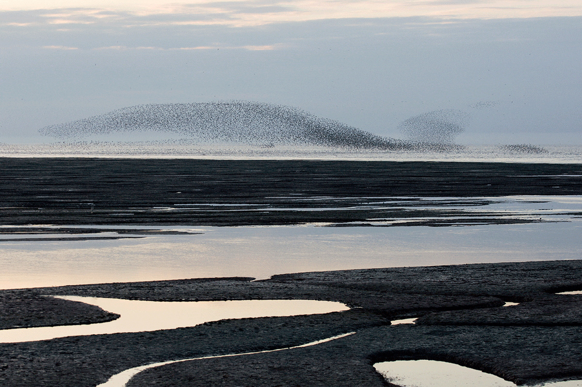A knot roost can look like a plume of smoke if a raptor is hunting nearby