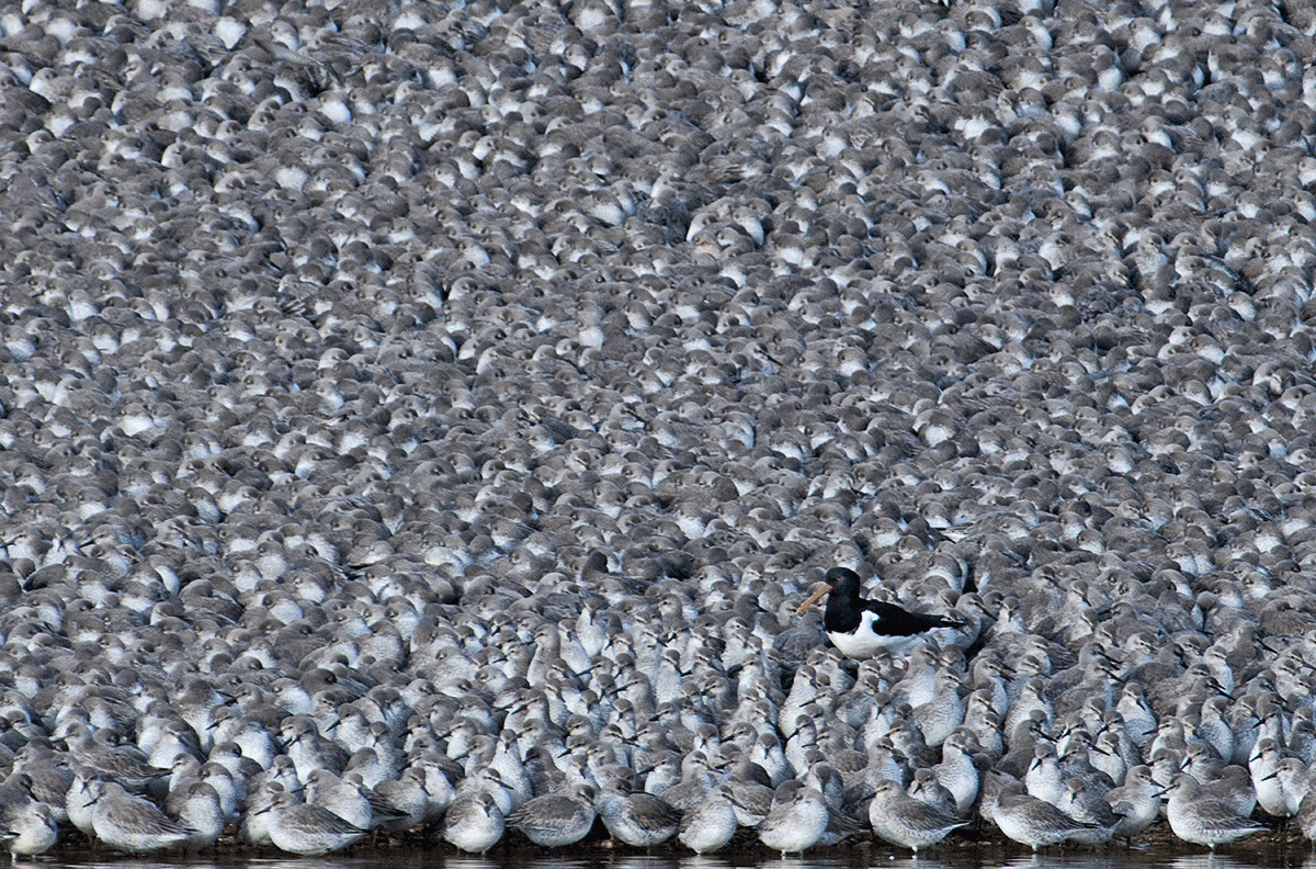 A lone oystercatcher among a sea of roosting knots
