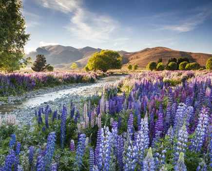 a flat landscape covered in blue and purple Foxglove flowers