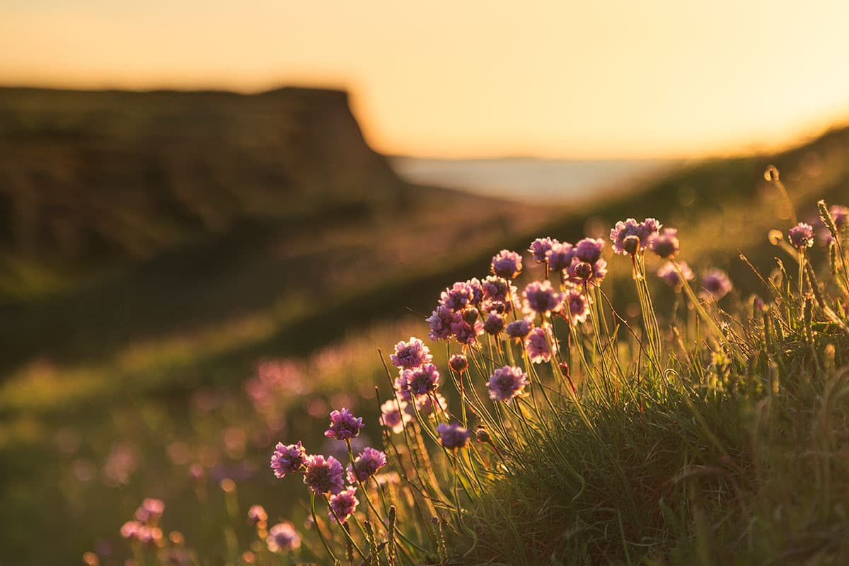 The coastal cliffs of Sheringham make a subtle background for clover flowers
