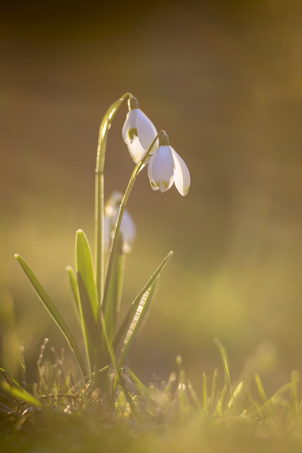 Snowdrops,-flare,-Robert-Canis