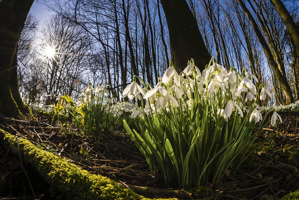 Snowdrops,-unusual-angle,-Robert-Canis