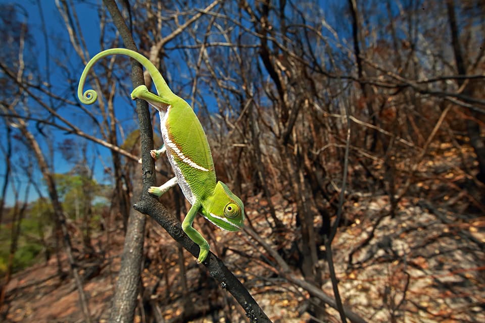 Furcifer balteatus, a juvenile in a recently burned landscape. Fires are often deadly for chameleons, because they can't move fast enough to escape them. The common practice of burning the landscape at the end of every dry season has affected many species of chameleons, and reduced their populations.
