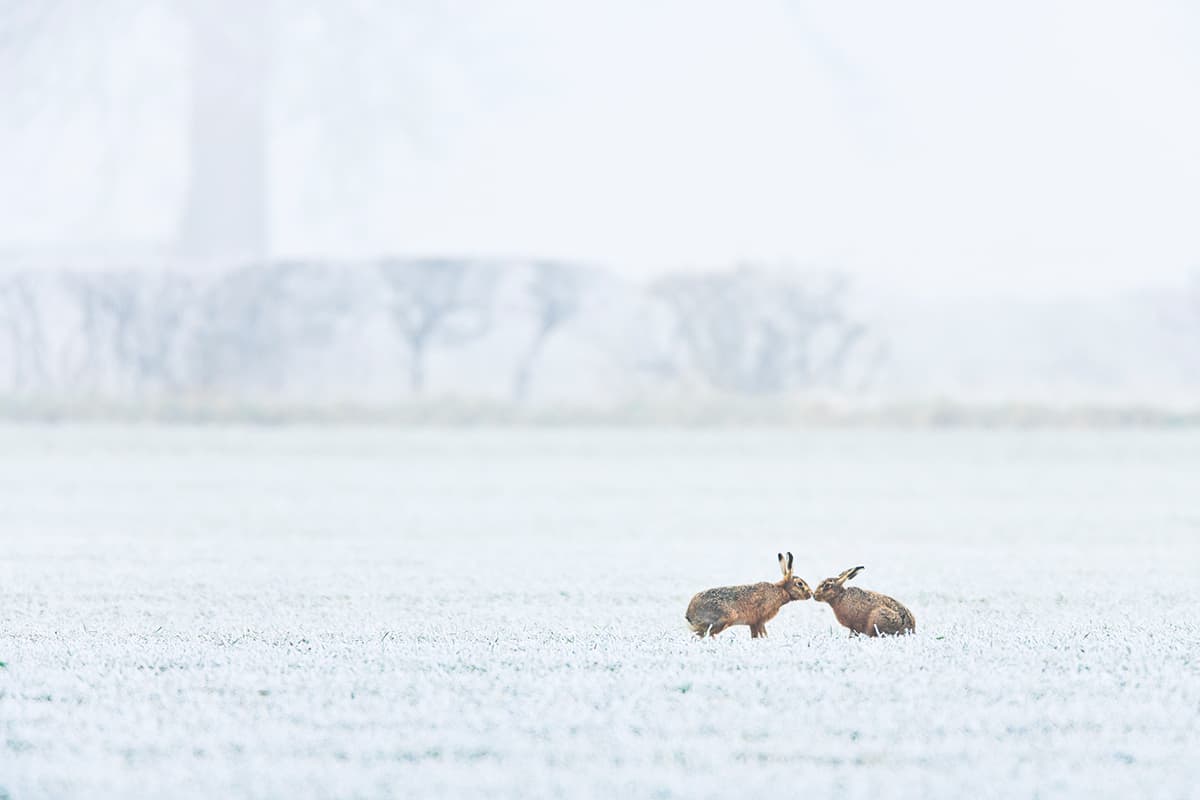 Photographing Wildlife - Brown hares stand face to face in a frosty field