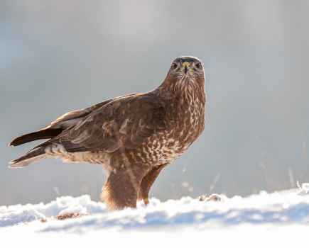 Common buzzard