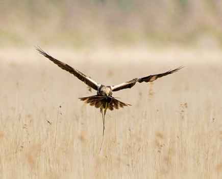 David-Tipling-Marsh-harriers