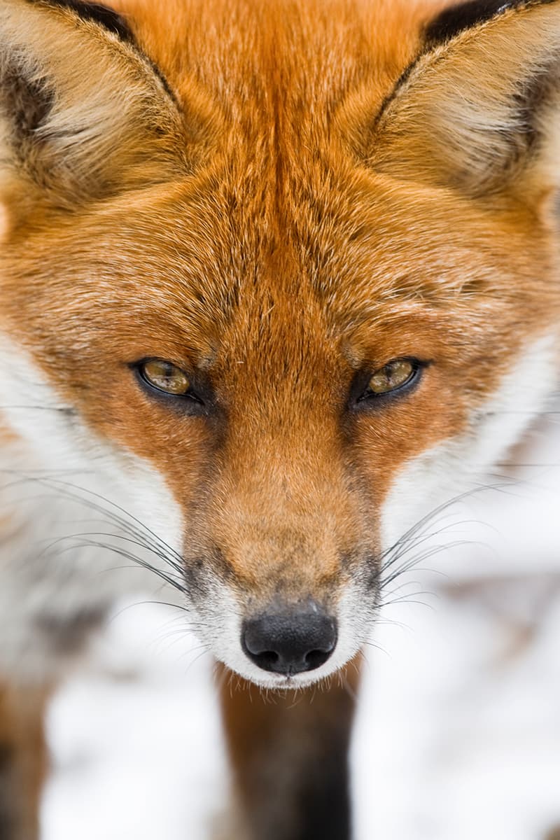 Fox close-up