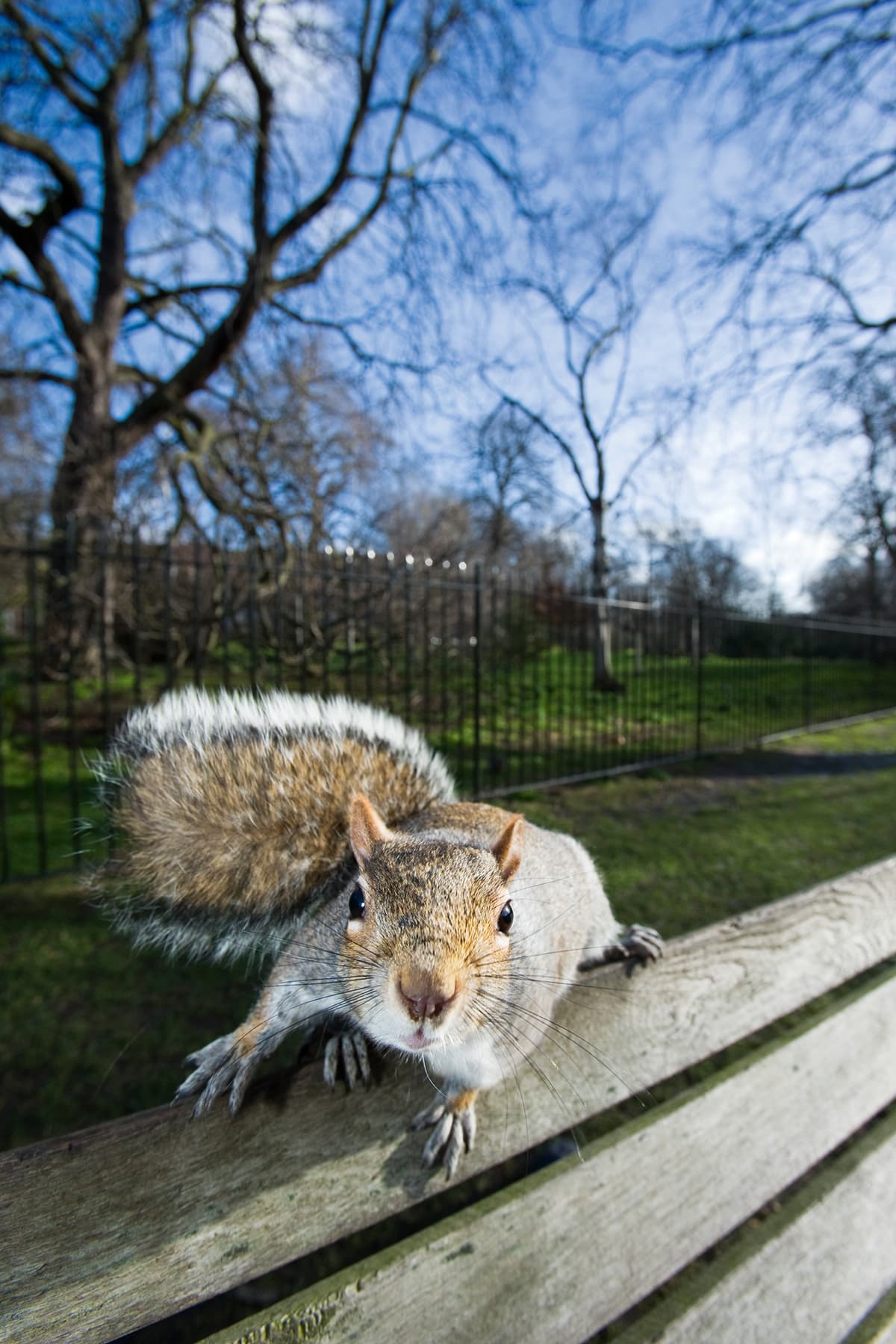 Photographing wildlife - Grey squirrel perched on a bench staring straight at the camera