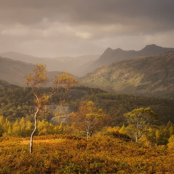 The trees are lower in the frame and complement, rather than compete with, Langdale Pikes on the right