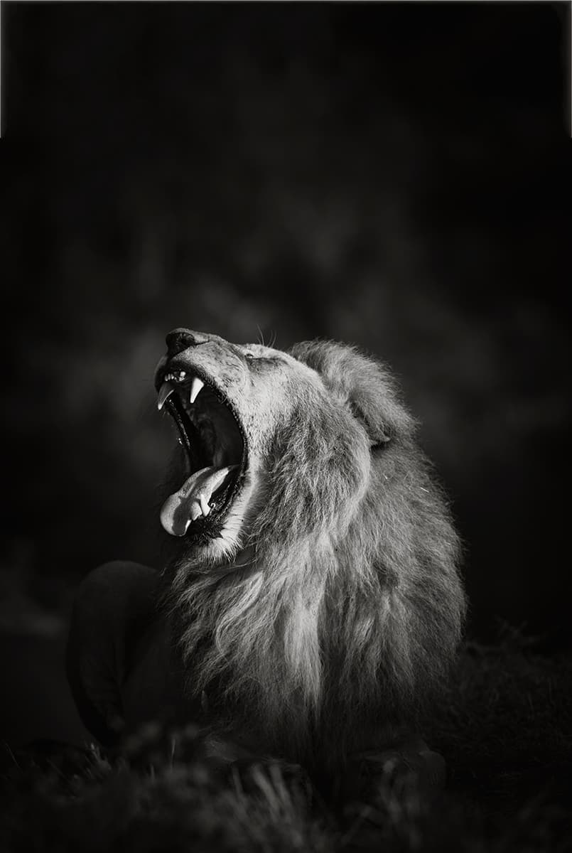 Photographing Wildlife - Lion roaring in black and white