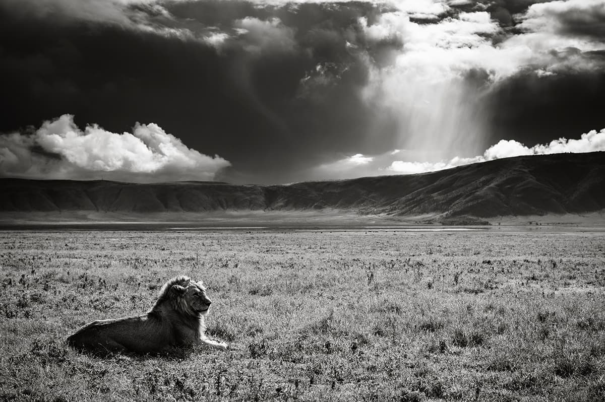 Photographing Wildlife - A male Lion rests on the grass 