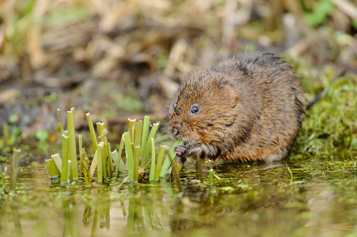 Photographing-water-voles