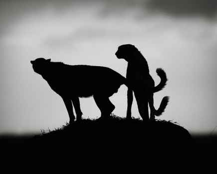 The side profile silhouettes of two cheetahs searching for prey in the distance