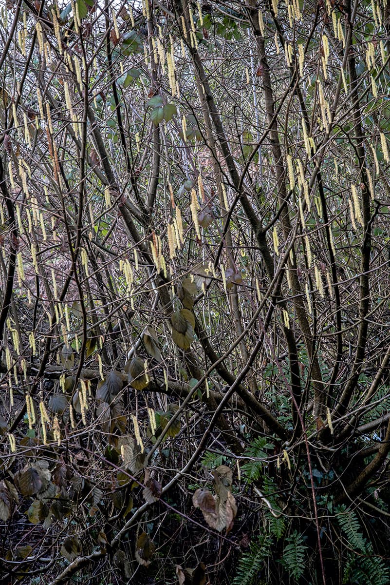 Hedgerows