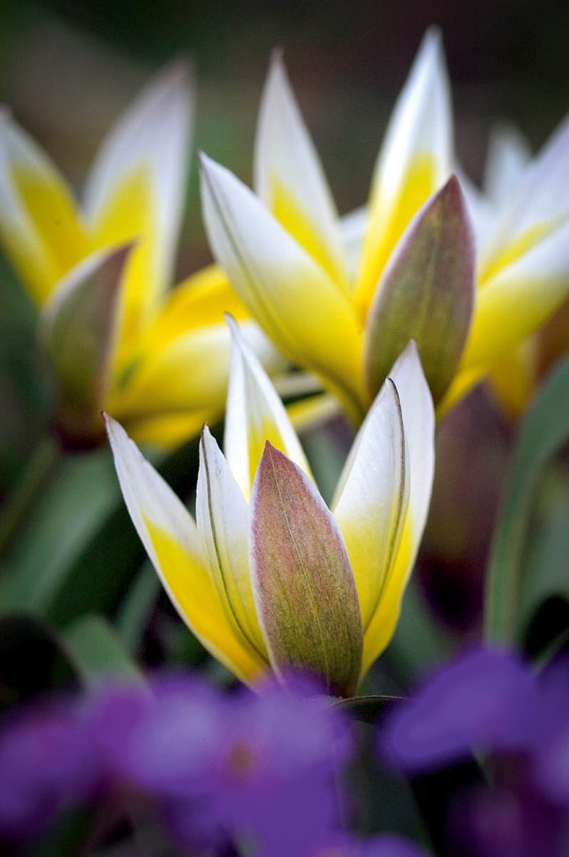 Delicate spring flowers