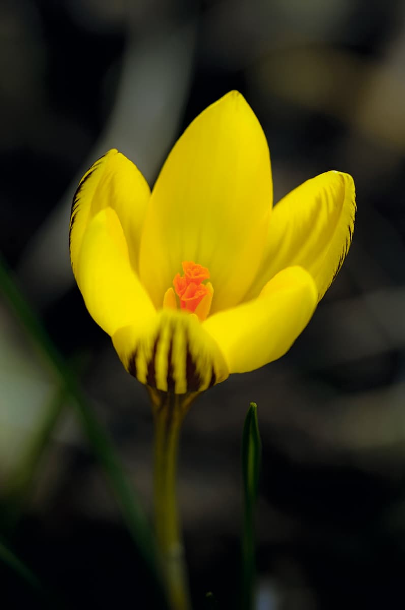 Spring flower with no background