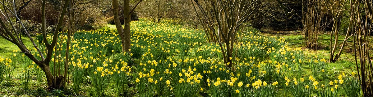 Volume of flowers