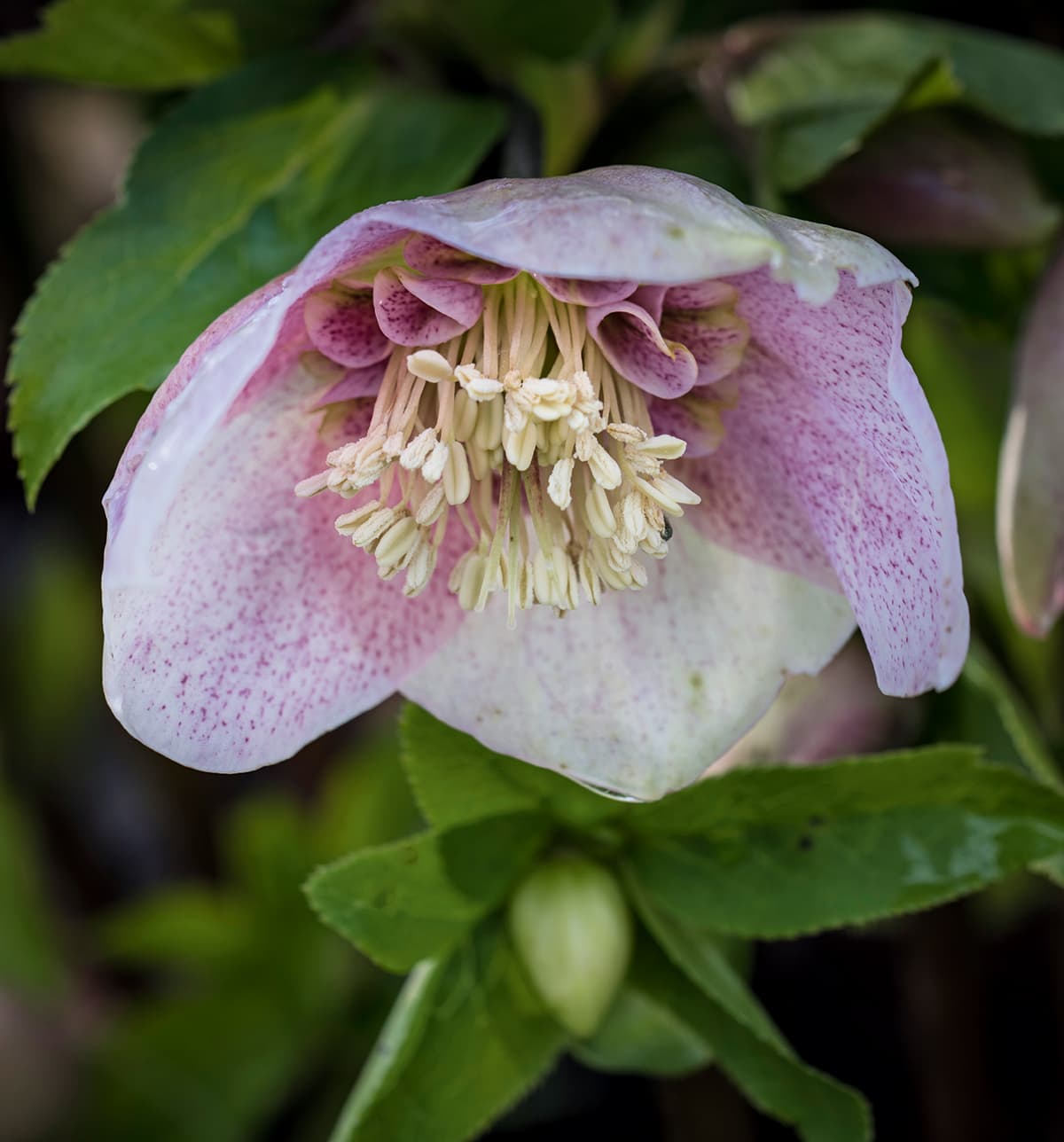 Hellebores