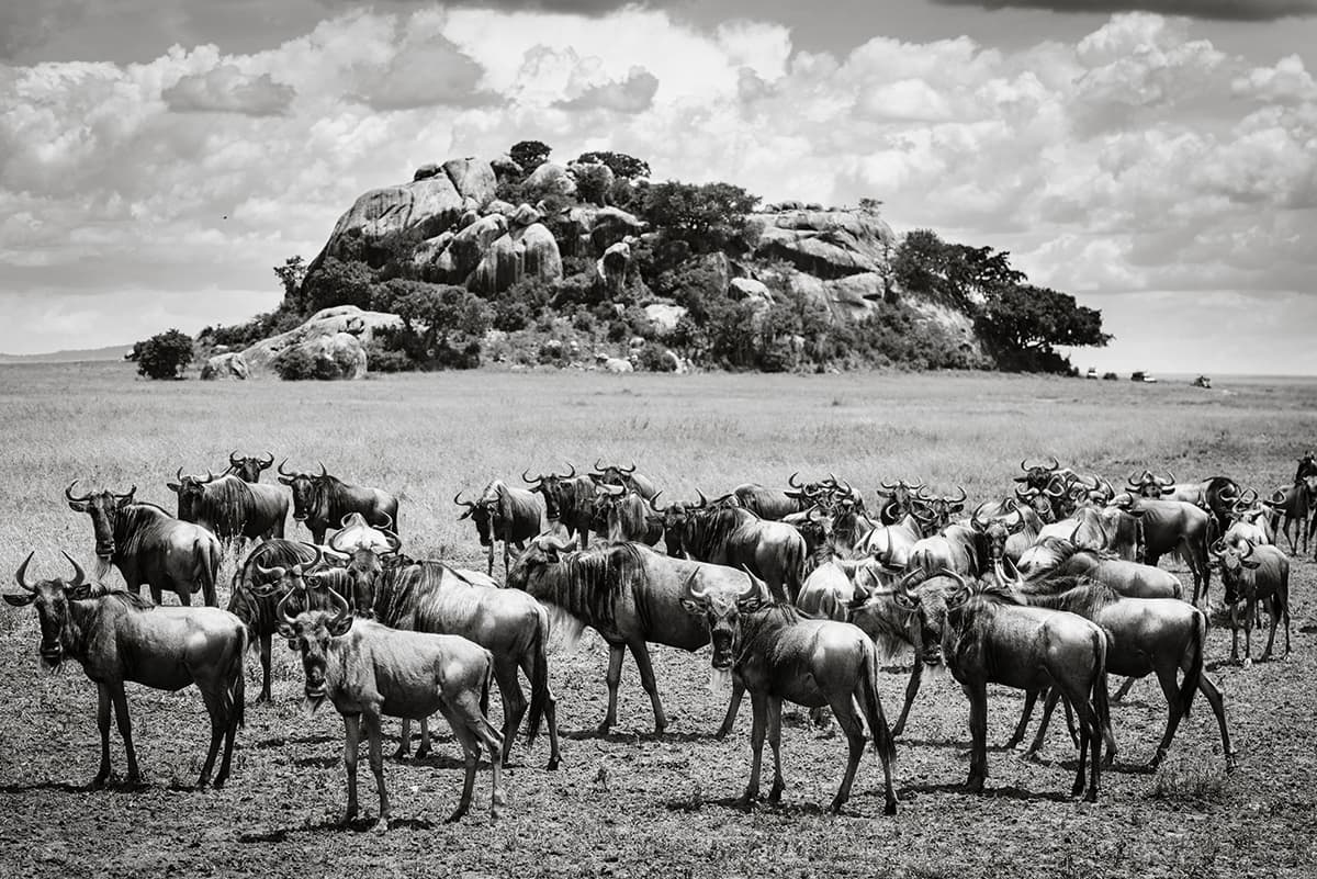 Photographing Wildlife - A group of wildebeest standing still and appearing to be looking in the direction of the camera, a mound of rocks and trees behind them