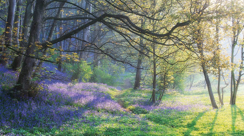 How to photograph bluebells