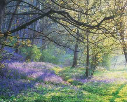 Bluebells-by-Robert-Birkby