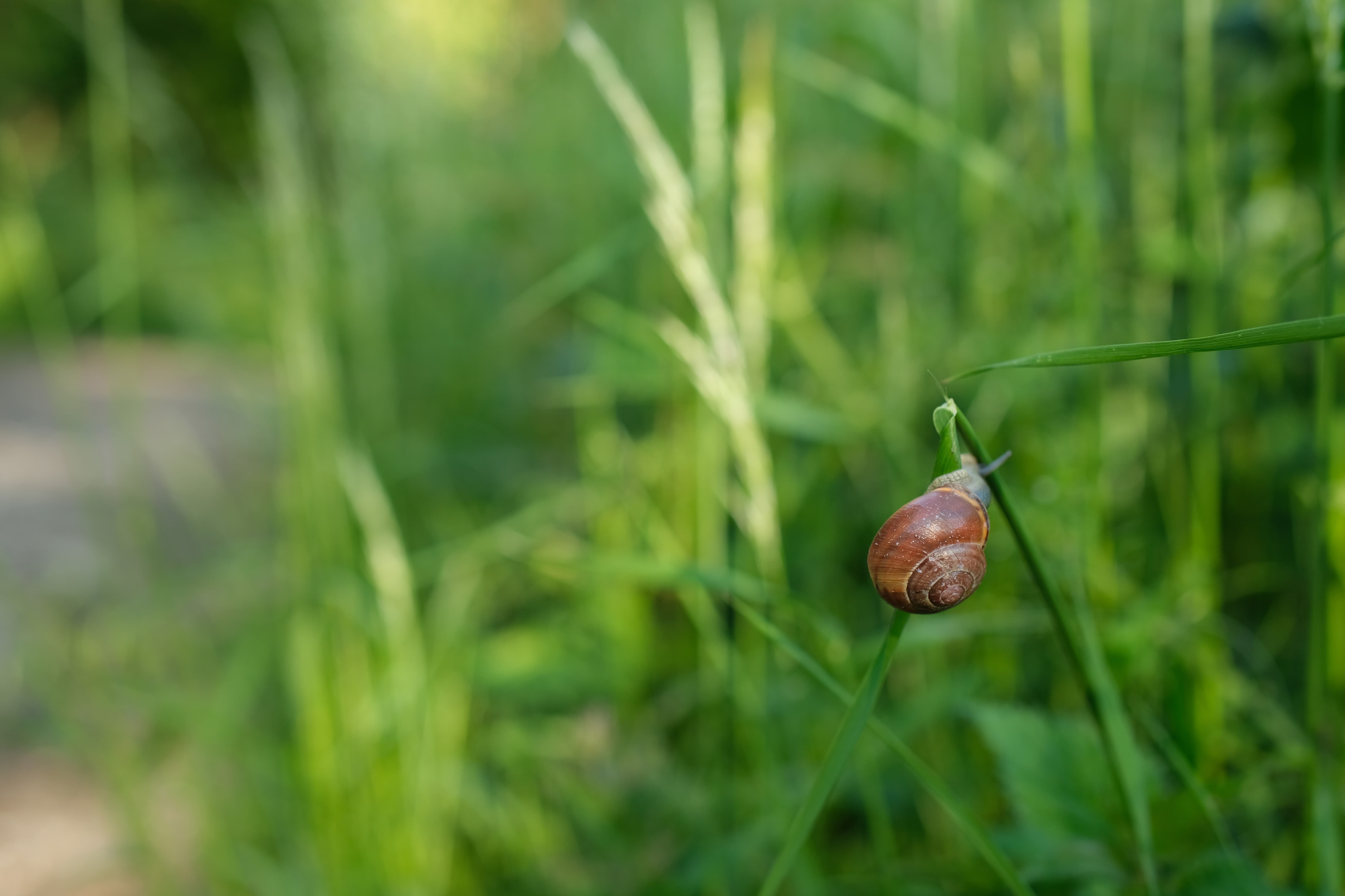 Snail with bokeh, 30mm, 1/140s, f/2.8, ISO160, 45mm equivalent, Richard Sibley
