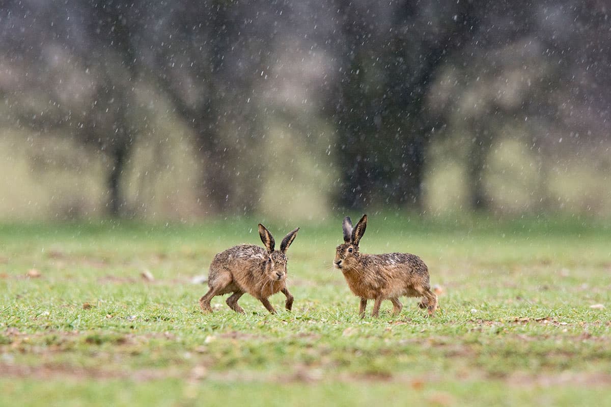 Hares can make a great subjects in wet conditions. Shoot them from the warmth of your car -they'll soon relax once you've been in position for a while